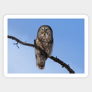 Great Grey owl sits in his perch Sticker